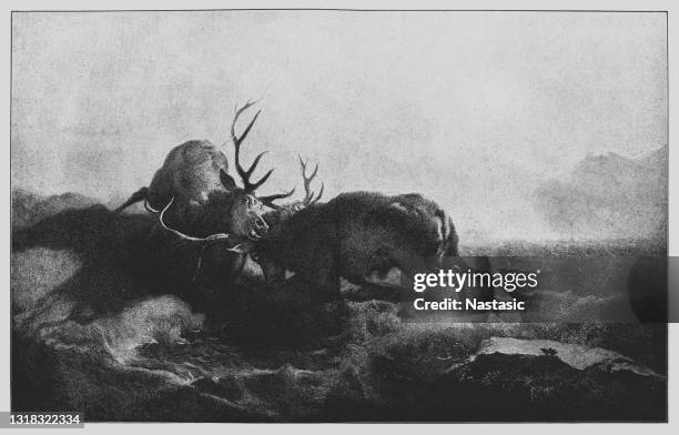 two stags battling by moonlight - vintage deer hunting stock illustrations