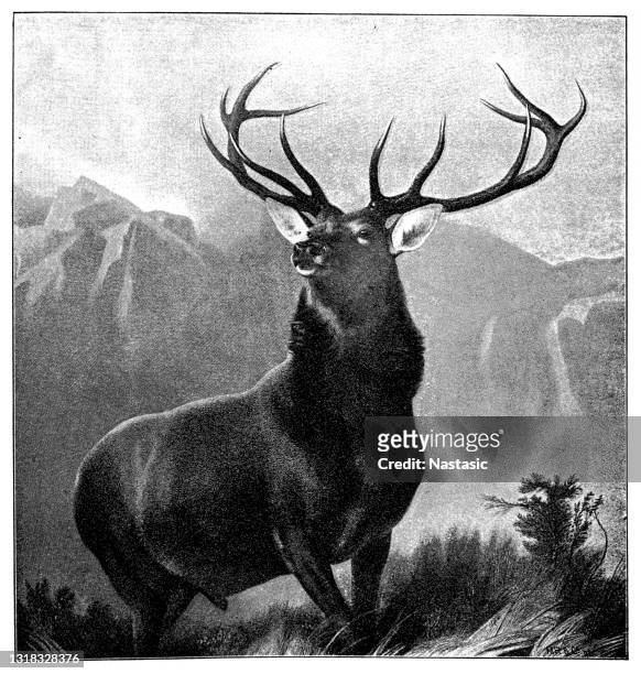 the monarch of the glen by sir edwin henry landseer - stag stock illustrations
