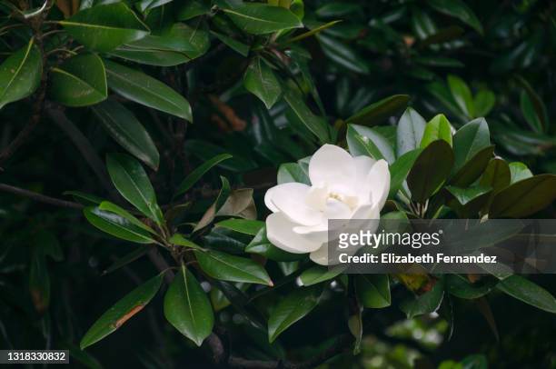 magnolia virginiana, most commonly known as sweetbay magnolia, or merely sweetbay - magnolia stellata stock pictures, royalty-free photos & images