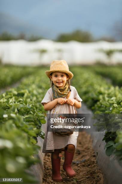 little girl picking strawberry on a farm field - child eating juicy stock pictures, royalty-free photos & images