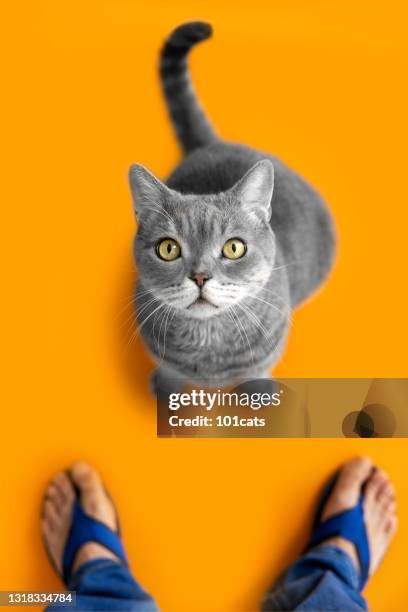 hungry obese cat wants to food - cat looking at camera stock pictures, royalty-free photos & images