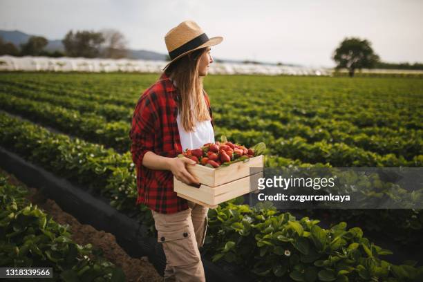 junge attraktive frau hält einen korb mit erdbeeren gefüllt - erdbeeren pflücken stock-fotos und bilder
