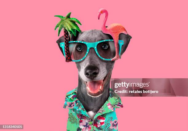 funny dog with tropical party glasses - funny dogs fotografías e imágenes de stock