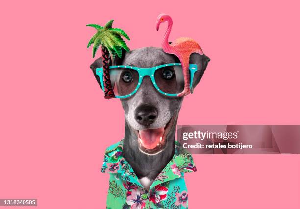 funny dog with tropical party glasses - animal stockfoto's en -beelden