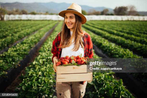 young attractive woman holding a basket filled with strawberries - strawberry field stock pictures, royalty-free photos & images