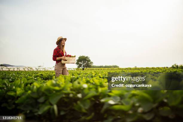 young attractive woman holding a basket filled with strawberries - strawberry field stock pictures, royalty-free photos & images