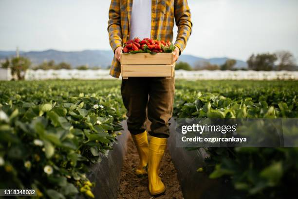 jeunes fermiers hommes un panier rempli de fraises - culture agricole photos et images de collection