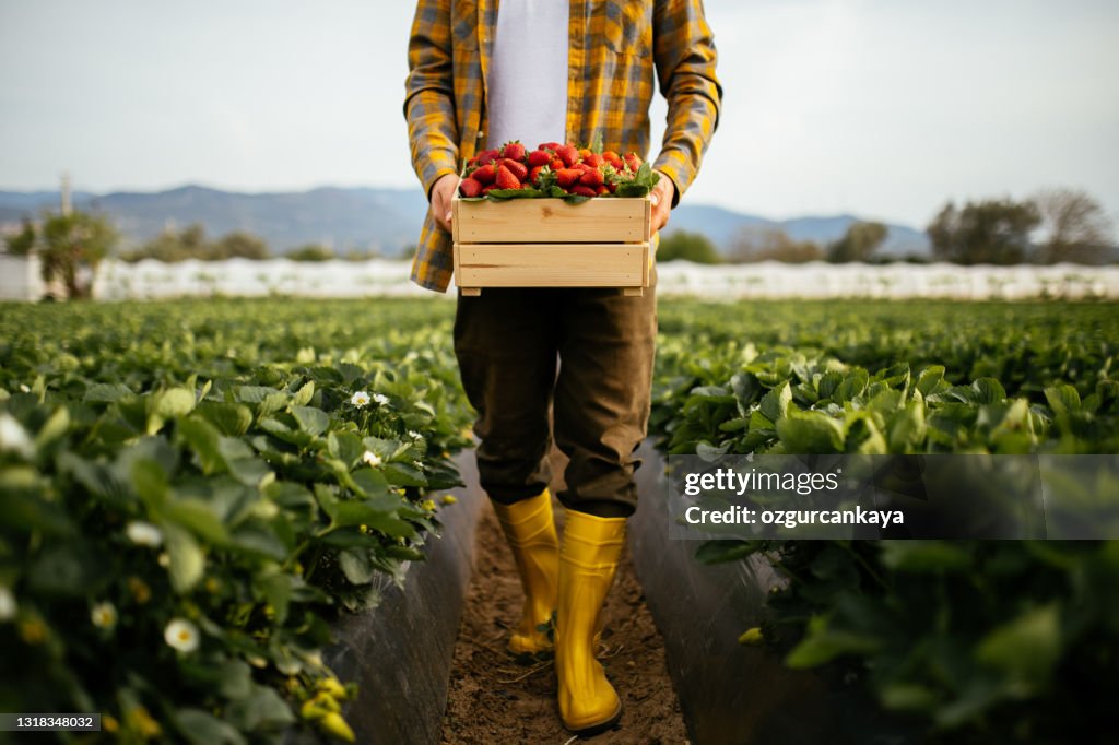 Giovani contadini un cesto pieno di fragole