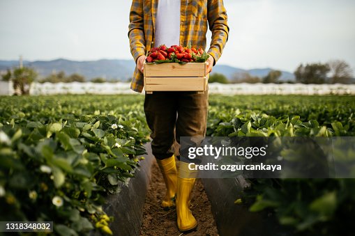 Young farmer men a basket filled with strawberries