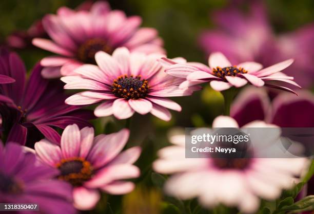 margaritas africanas rosadas (osteospermum) en bloom - perennial fotografías e imágenes de stock