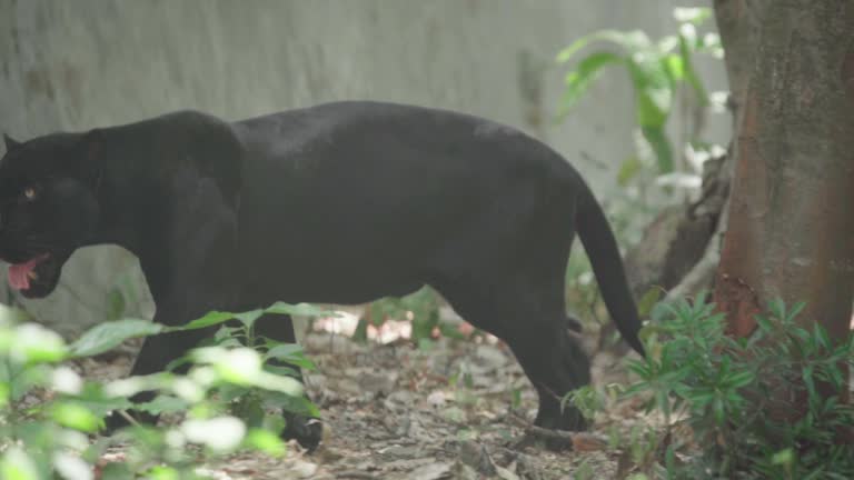 https://media.gettyimages.com/id/1318354000/video/black-jaguar-walking.jpg?b=1&s=640x640&k=20&c=4Bx5-vVI1UUw9kLyi-ylvhONkn_ku0kmbeB0y4AIqHI=