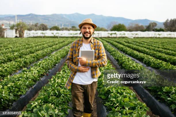 agricultor de morango verifica qualidade da cultura com tablet - atividade agrícola - fotografias e filmes do acervo