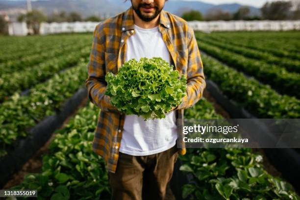 bonde skördar ekologiska salladsblad på gården - lettuce bildbanksfoton och bilder