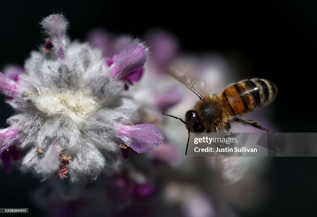 California Budget Includes Funding For Bees