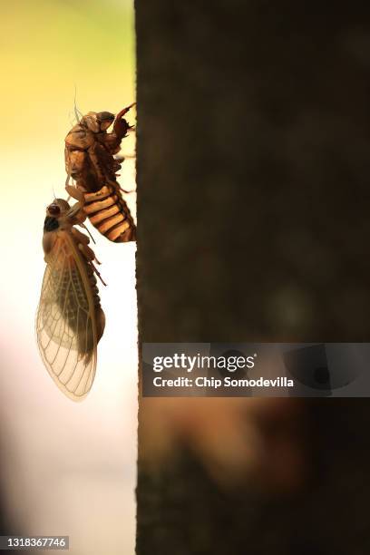 Cicedea Empty Shell Cicada Shell Photos and Premium High Res Pictures - Getty Images