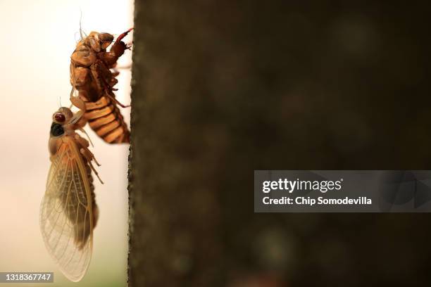 Cicedea Empty Shell Cicada Shell Photos and Premium High Res Pictures - Getty Images