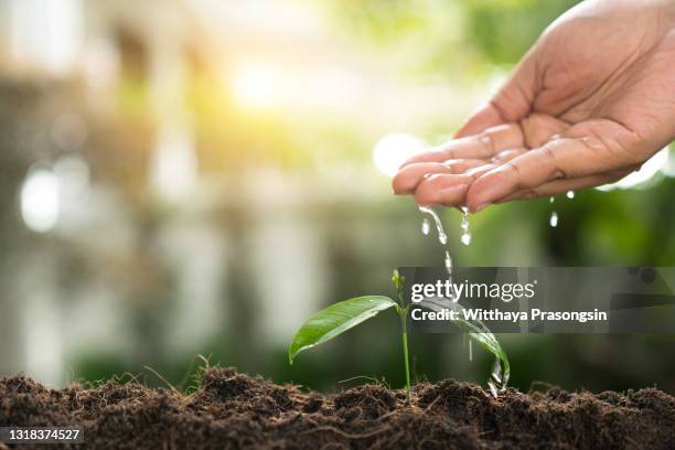 pouring a young plant from watering can. gardening and watering plants. - plant germinating from a seed stock pictures, royalty-free photos & images