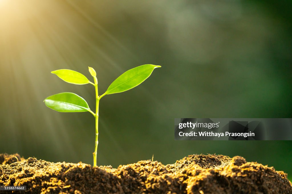 The seedling are growing from the rich soil to the morning sunlight that is shining, ecology concept.