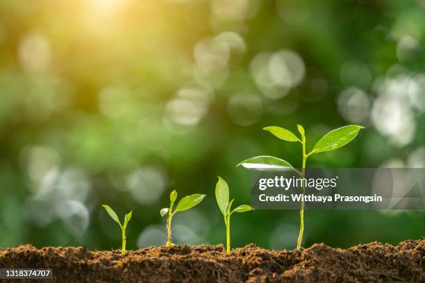 agriculture plant seeding growing step concept in garden and sunlight - bud stock pictures, royalty-free photos & images