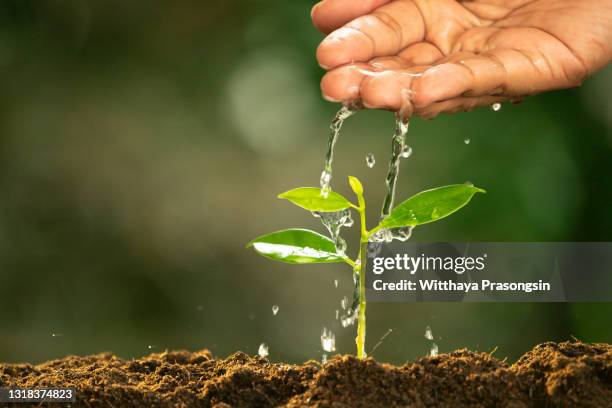 care of new life - watering young plant - plant hand stockfoto's en -beelden