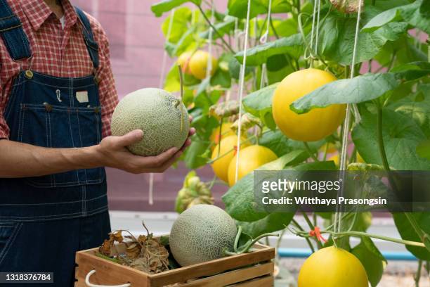 melons in the garden, yong man holding melon in greenhouse melon farm - moschus kürbis stock-fotos und bilder