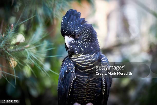 red-tailed black cockatoo - cockatoo stock pictures, royalty-free photos & images