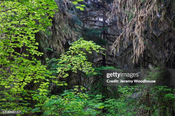 juxtaposition of deciduous and coniferous trees in the hoh rainforest - temperate deciduous forest stock pictures, royalty-free photos & images