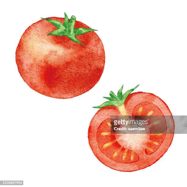watercolor red tomato - vegetable illustration stock illustrations