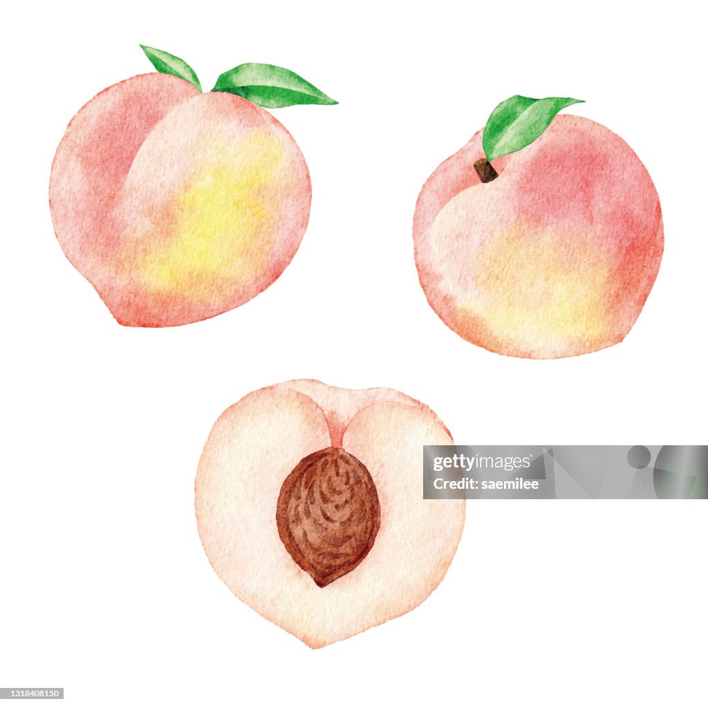 Watercolor White Peaches