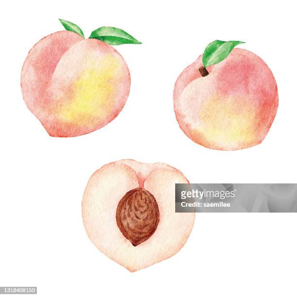 watercolor white peaches - fruit white background stock illustrations