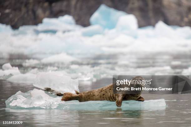 harbor seal - inside passage stock-fotos und bilder