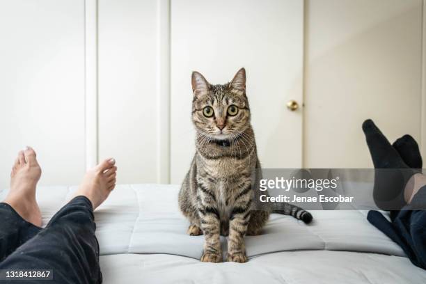 gato entre pies - supporter foot fotografías e imágenes de stock