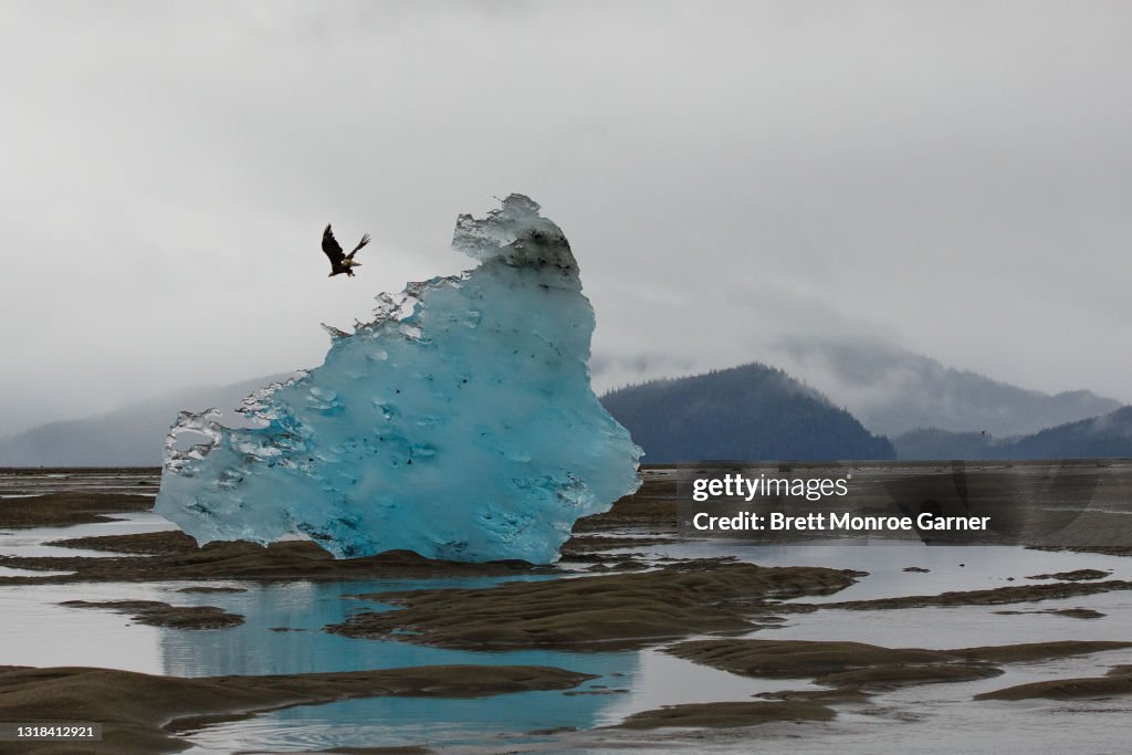 Bald Eagle on Blue Iceberg in SE Alaska