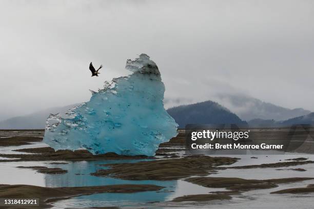 bald eagle on blue iceberg in se alaska - polar climate stock pictures, royalty-free photos & images