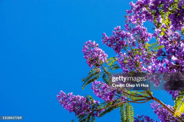 jacaranda tree in bloom - jacaranda tree stock pictures, royalty-free photos & images