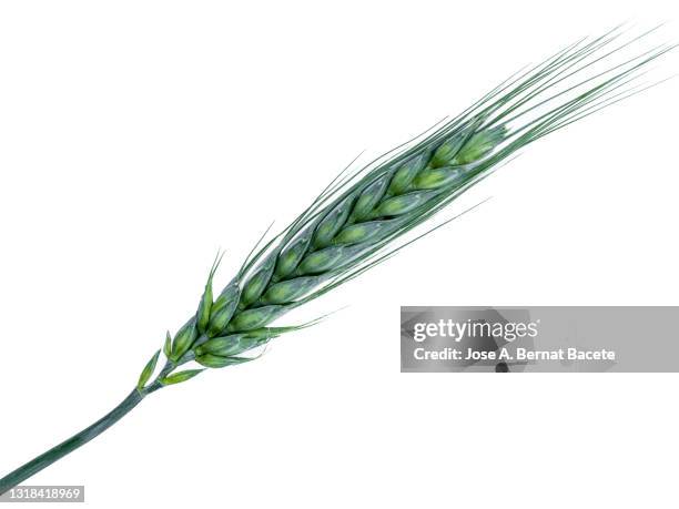 spike of green wheat in spring on a white background. - ähre stock-fotos und bilder