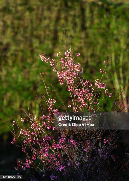 sakura blossom in forest - oriental cherry tree stock pictures, royalty-free photos & images