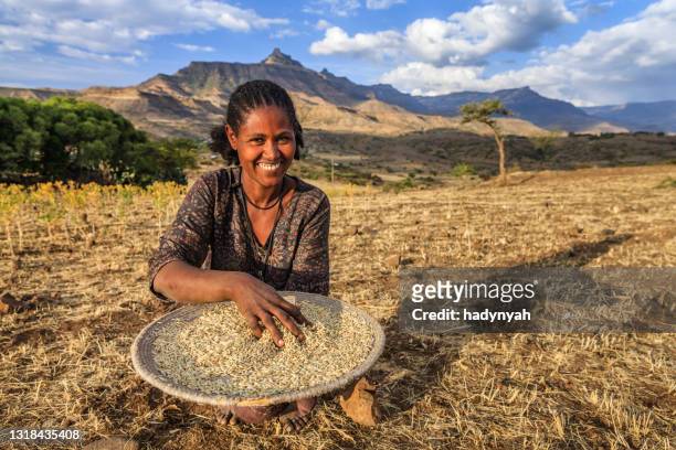 ung afrikansk kvinna sållar sorghum, östafrika - ethiopia bildbanksfoton och bilder