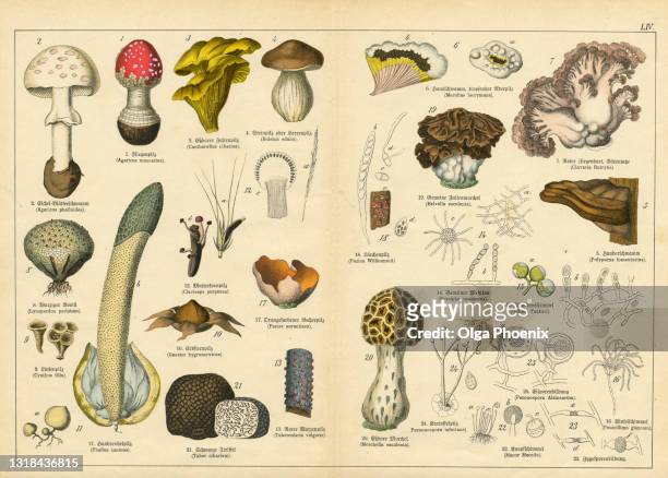 a sheet of very rare watercolor lithography of the early 20th century depicting mushrooms and spores - autumn stock illustrations stockfoto's en -beelden