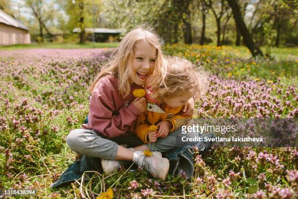 two little blonde sisters are sitting in a meadow, looking at dandelions, smiling and hugging in a public park in spring - kyiv spring stock pictures, royalty-free photos & images
