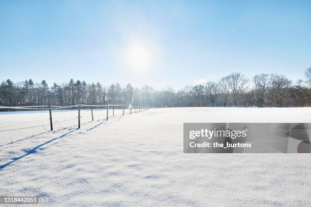 snow covered field against blue sky and sun in winter - bare trees on snowfield stock pictures, royalty-free photos & images