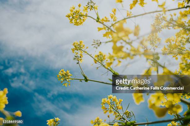 low angle view of rapeseed in a field below a blue sky - rapsblüte stock-fotos und bilder