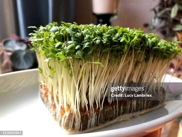 Cress Rocal 8,979 Cress Stock Photos, High-Res Pictures, and Images - Getty Images