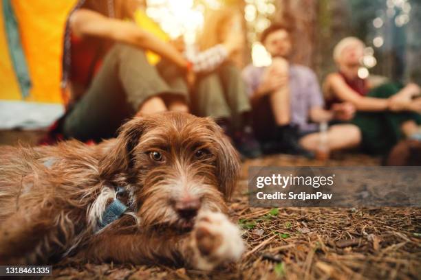 camping with dog - dog camping stock pictures, royalty-free photos & images