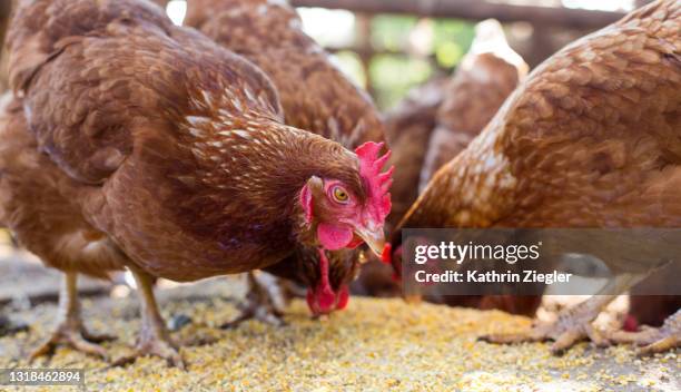 chicken feeding, low angle view - poultry feed stock pictures, royalty-free photos & images