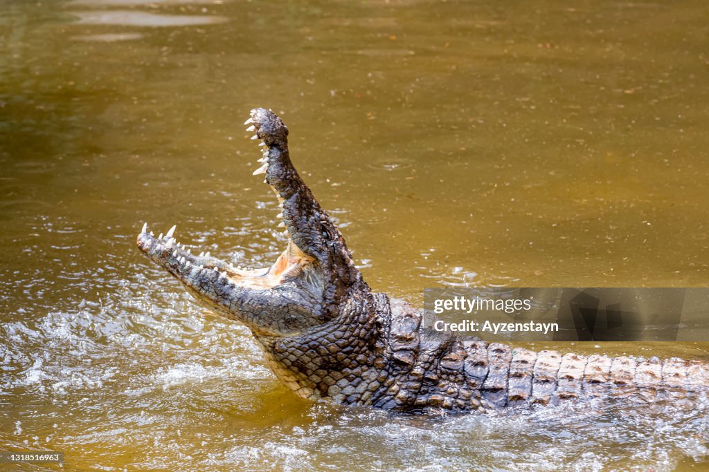 Nile Crocodile Attack