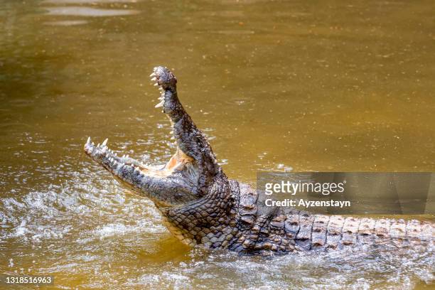 nile crocodile attack - crocodile fotografías e imágenes de stock