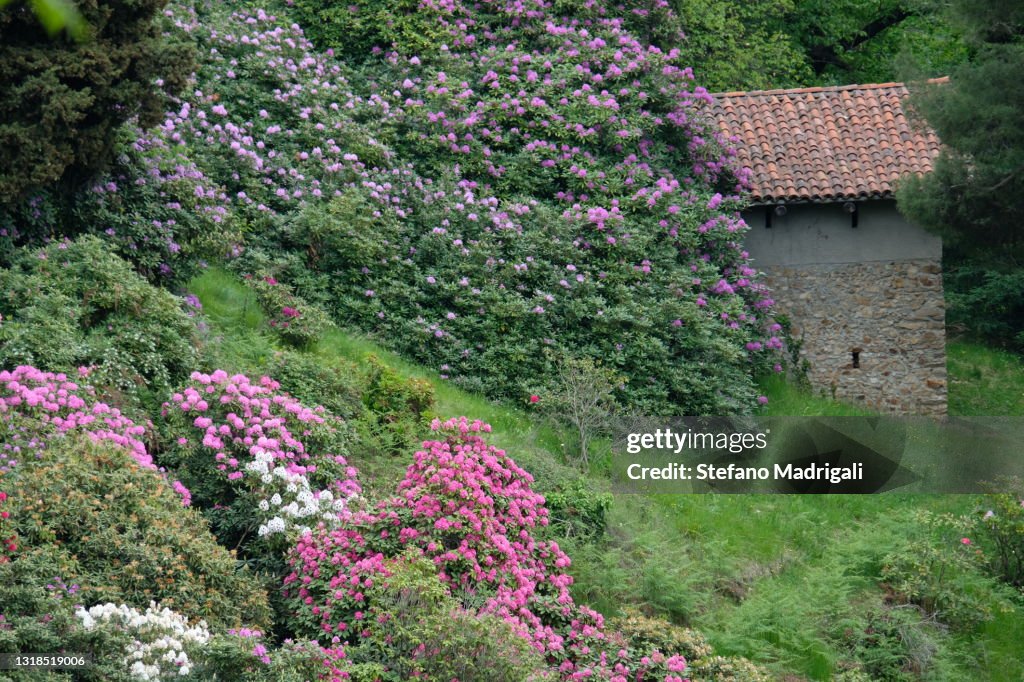 Landscape in the woods with blooming spring rhododendron and house in the background