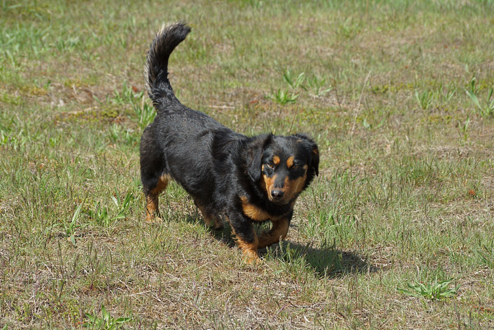 dog walk pricing