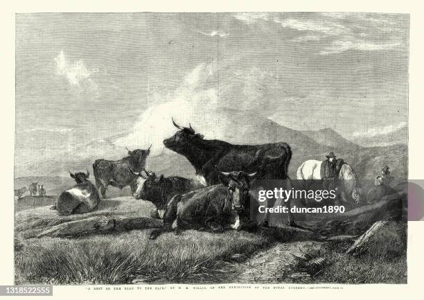 farmer driving his cattle to market, victorian 1860s, 19th century - cattle drive stock illustrations